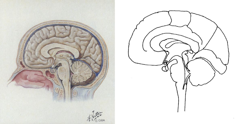 anatomia-mozga.png